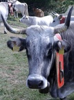 11CalabreP1030579