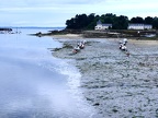 29Finistère20190604DouarnenezFinistère (6)