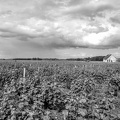 a41Loir&CherVignobleP1250027