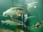 Day050 (3905 visits) J50 Svolvaer, Lofoten, aquarium présentant les espèces locales dont le fameux saumon Day050