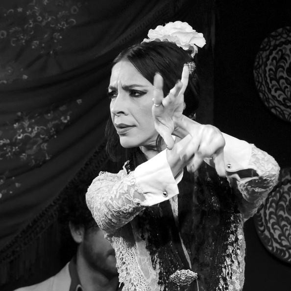 Flamenco05.JPG