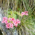 2020 Suisse, Valais, Bisses 25