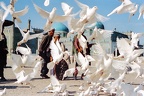 D103 (1496 visits) Mazar-I-Sharif, ses mosquées et ses pigeons blancs D103