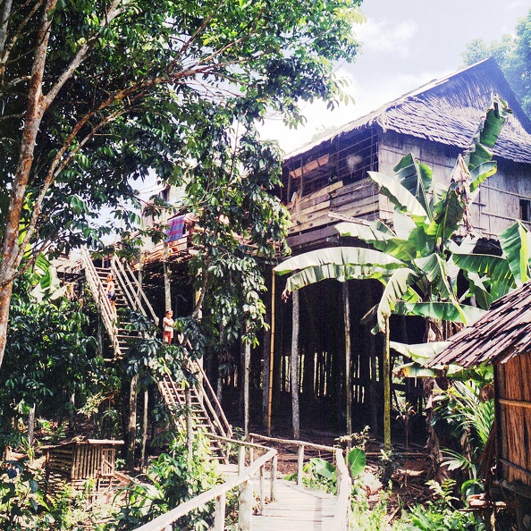 Chez les Dayaks avec leurs maisons longues communautaires sur pilotis M101.jpg