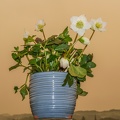 APictureADay2021-021b