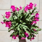 APictureADay2021-050a