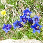 7 - Fleurs du Mercantour