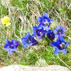 Fleurs du Mercantour