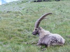 Animaux du Mercantour 14