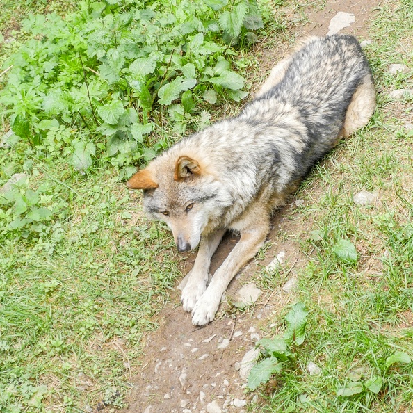 Mercantour-Animaux-18.jpg