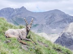 8 - Animaux du Mercantour