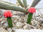 Exposition de cactus