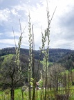 ChirsiRoute-49