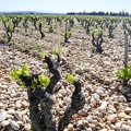 Côtes-du-Rhône Vignobles 14