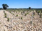 Côtes-du-Rhône Vignobles 11