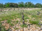 Côtes-du-Rhône Vignobles 13