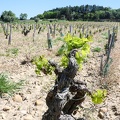 Côtes-du-Rhône Vignobles 15