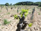 Côtes-du-Rhône Vignobles 15