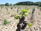 Côtes-du-Rhône Vignobles 15