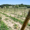 Côtes-du-Rhône Vignobles 12
