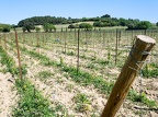 Côtes-du-Rhône Vignobles 12