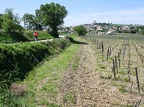 Côtes-du-Rhône Vignobles 16