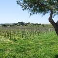 Côtes-du-Rhône Vignobles 19