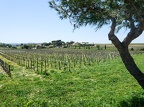 Côtes-du-Rhône Vignobles 19