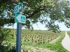 Côtes-du-Rhône Vignobles 20