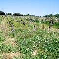 Côtes-du-Rhône Vignobles 21