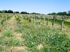 Côtes-du-Rhône Vignobles 21