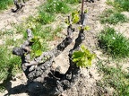 Côtes-du-Rhône Vignobles 22