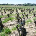 Côtes-du-Rhône Vignobles 27