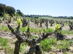 Côtes-du-Rhône Vignobles 28