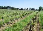 Côtes-du-Rhône Vignobles 33
