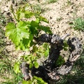 Côtes-du-Rhône Vignobles 40