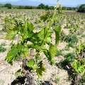 Côtes-du-Rhône Vignobles 41