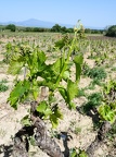 Côtes-du-Rhône Vignobles 41