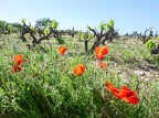 Côtes-du-Rhône Vignobles 42