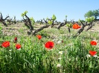 Côtes-du-Rhône Vignobles 43