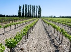 Hors les murs dans le vignoble