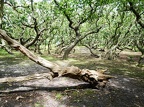CdCPays-Bas-16 (2142 visits) ...aux arbres torturés par les vents; un bienfait d'ombre et de fraîcheur alors qu'en dehors la ch... CdCPays-Bas-16