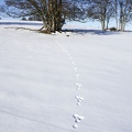 Jura-Neige-11