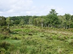032Ringwood, NewForest-2