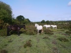 034Ringwood-NForest-2