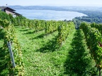 3 lacs à vélo-41 (799 visits) Depuis Chabrey, nous quittons le versant du lac de Neuchâtel pour grimper sur la crête du Mont-Vul... 3 lacs à vélo-41