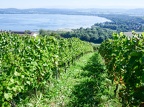 3 lacs à vélo-42 (803 visits) ...où le vignoble bercé de soleil s'apprête aussi à accueillir les vendangeuses et vendangeurs..... 3 lacs à vélo-42