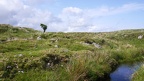 D28-Dartmoor National Park (3)