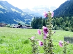 2025Eté-Simmental-09