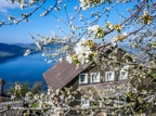 Walchwil-Arth-Goldau-07